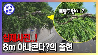 강원도 도심에 나타난 8m 영물의 정체는 [upl. by Morgan]