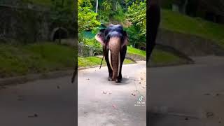 ඇවිදන් ඇවිදන් යනවා මම 🐘 Avidan avidan yanawa mama Yohani 🎶 [upl. by Royden]