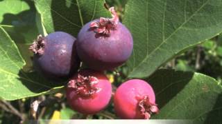 Amelanchier canadensis Serviceberry [upl. by Hoisch]