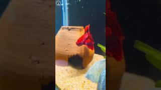 Betta Fish in Hindi bettafish [upl. by Avraham]