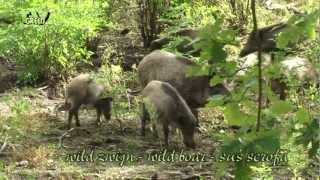 Wild boar poking around in forest  Sus scrofa  Wild zwijn  Everzwijn [upl. by Ztnarf]