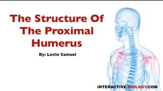 076 The Structure Of The Proximal Humerus [upl. by Bradeord35]