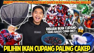 SORTIR IKAN CUPANG PREMIUM DARI RIBUAN BETTAFISH YANG ADA BAGUSBAGUS BANGET FISHKINIAN STORE [upl. by Adlemy]