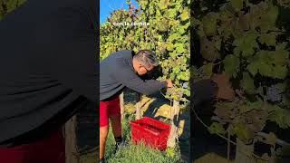 🍇 Le vigne di Santa Lucia sono in fermento [upl. by Entroc863]