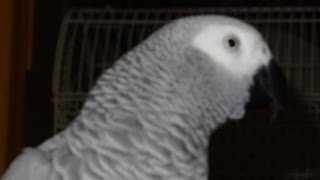 Grey Congo Talking Bird Imitates Cop Car Siren amp UPS Van African Grey Parrot [upl. by Guerin673]