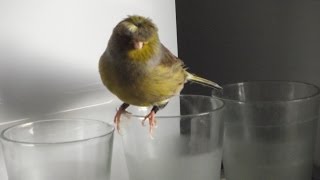 Canary singing at the microwave Best training video جزر الخالدات الغناء Śpiew Kanarka [upl. by Reifnnej780]