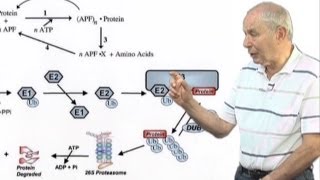 Avram Hershko Technion Lessons from My Life in Science [upl. by Iad864]