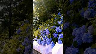 hydrangeamacrophyllaгортензияgardenгортензіяflowers parkjardinshortsアジサイсадnature japan [upl. by Aletta]