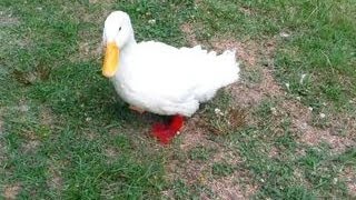 3D printed foot helps duck walk again [upl. by Dimphia]