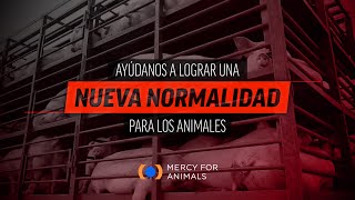 Los animales también esperan una nueva normalidad [upl. by Clapp]