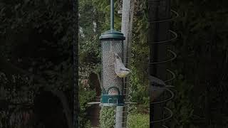 Stunning return of Nuthatch nuthatch birds shorts [upl. by Odrude750]