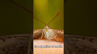 Unveiling the Terrifying Truth About Vampire Moth facts months shorts [upl. by Hulbert]