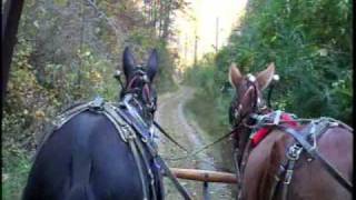 Mule Team Wagon Ride  Eastern Tennessee [upl. by Yann]