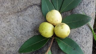 El mirto arrayán murta guayabillo Psidium sartorianum [upl. by Eyram]