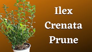 Ilex Crenata Prune  Japanese Holly [upl. by Spooner335]