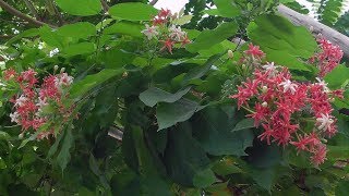 Rangoon Creeper Flowers in My Garden  also Known as the Chinese Honeysuckle or Combretum Indicum [upl. by Schafer630]