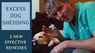 Excess Dog Shedding 5 NEW Effective Remedies [upl. by Silrac]