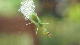 Insect Laying Eggs Probably a Green Lacewing [upl. by Cadmar]