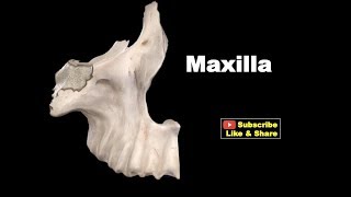 Osteology of Head amp Neck  Maxilla Anatomy mbbs bds education [upl. by Lexie]