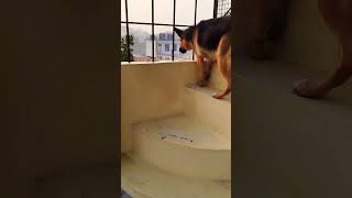 german shepherd dog barking  gsd dog barking  dog barking  puppy barking  dogs voices [upl. by Shaff]