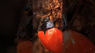 quotBesouro do fungoquot nature insects brazil macro [upl. by Uamak]