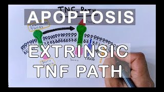 Mechanism of Extrinsic Pathway of Apoptosis  TNF Path [upl. by Teddie]