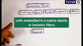 Areolar connective tissue  Location structure function [upl. by Sivat]