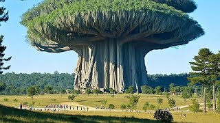 दुनिया के 10 सबसे बड़े और विशाल पेड़  Top 10 Biggest Giant Trees in The World [upl. by Einhoj]