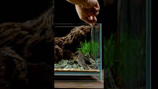 Betta Fish Nano Tank Tutorial Shallow LowTech Natural Aquascape Tank How to Set up Betta Aquarium [upl. by Center]