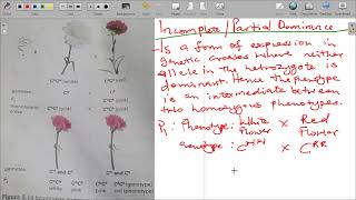 LIFE SCIENCES GRADE 12 PAPER 2  INCOMPLETE DOMINANCE [upl. by Mcclish]