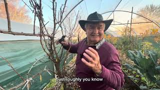 How to Prune a Plum Tree  Espalier Pruning Tips with Nick [upl. by Modnar698]