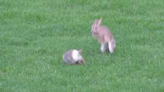 Jumping bunnies [upl. by Ayk]