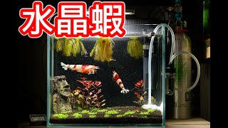 第一次養水晶蝦  迷你矮珍珠草缸新增成員  add Crystal shrimp [upl. by Asyl]