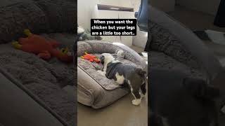 Bulldog sees chicken toy for first time Turbo’s first toys🥰bulldog bullybreed aussiebulldog [upl. by Nereen116]