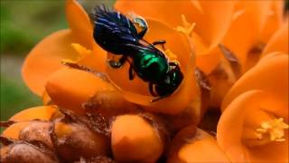 Sweatbees Halictinae pollinating Dyckia spp Bromeliaceae [upl. by Dionisio]