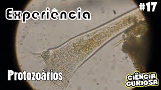 Experimento Microscopia Protozoários [upl. by Yecad660]