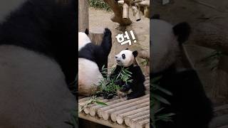 후이가 놀란 이유는 후이바오 아이바오 루이바오 huibao aibao ruibao baofamily panda everland 판다월드 [upl. by Milman299]