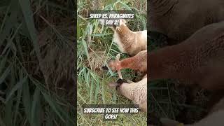 Using Sheep to Battle Invasive Phragmites michiganhomestead organicweedcontrol katahdinsheep [upl. by Hall755]