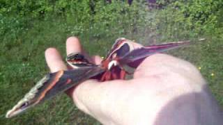 Releasing the Male Cecropia Moth [upl. by Ronen]