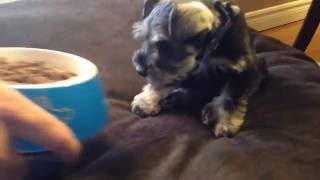 Puppy Chooses To Be Hand Fed Over Bowl [upl. by Alaekim]