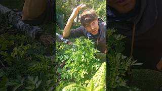 Who knows THIS robust plant that flavors soups gardeningtips selfsufficiency [upl. by Ahsahs185]