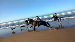 Grand galop sur la plage Woofing Amazir Cheval [upl. by Attener]