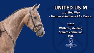 Holsteiner EliteReitpferdeauktion 2024  Nr 129 United Us M [upl. by Ecnerewal821]