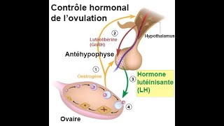 Semiologie endocrine Gonades [upl. by Rettke]