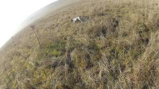 Pheasant Hunt Guns amp Roosters Hunting Preserve [upl. by Edra466]