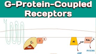 GProteinCoupledReceptors  Mechanism of GProteinCoupledReceptors  Importance of GPCR [upl. by Elbam]