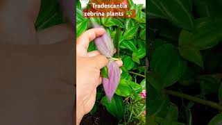 Tradescantia zebrina plants care tips plants hangingplants indoorsplants shorts trending [upl. by Dat408]