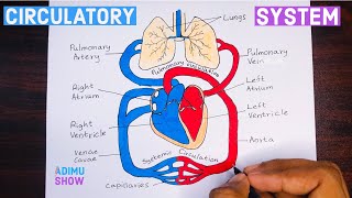 How To Draw Double circulatory System  step by step tutorial [upl. by Eiramassenav]