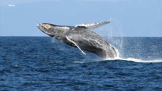 Warning system helps protect migrating whales from ship strikes off Bay Area coast [upl. by Ardnasirk156]