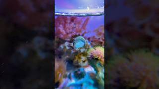 Trochus Snail Eating reeftank fishtank aquascapesnailcoralmarine oceantimelapsenanoreeftank [upl. by Lesko501]